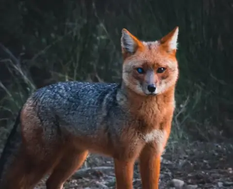 A red fox with one eye blue and the other brown looking directly at camera