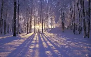 Snowy forest with sun filtering through trees